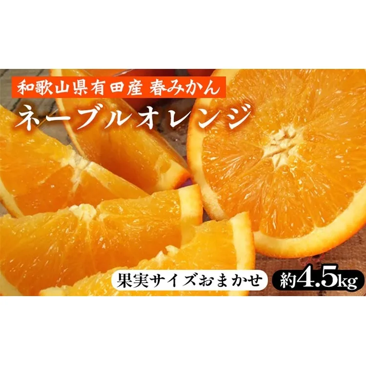 ネーブルオレンジ［約4.5kg］和歌山県有田産 春みかん【果実サイズおまかせ】 ｜ 和歌山県産 柑橘 フルーツ 紀伊国屋文左衛門本舗 ※2025年1月中旬～2月中旬頃に順次発送予定