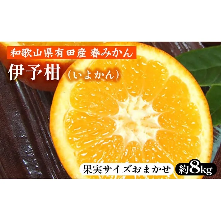 伊予柑（いよかん）［約8kg］和歌山県有田産 春みかん【果実サイズおまかせ】 ｜ 和歌山県産 柑橘 フルーツ 紀伊国屋文左衛門本舗 ※2025年1月中旬～2月中旬頃に順次発送予定