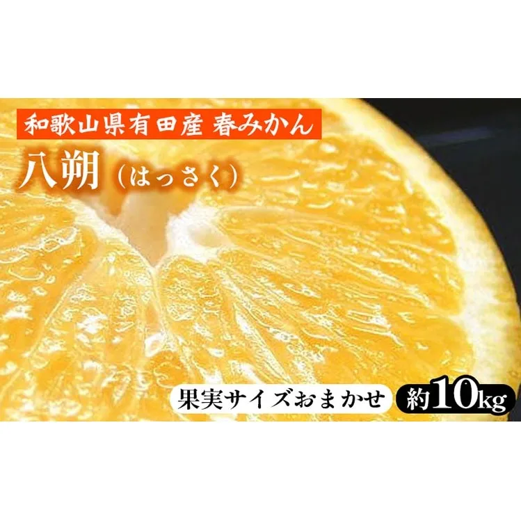 八朔（はっさく）［約10kg］和歌山県有田産 春みかん【果実サイズおまかせ】 ｜ 和歌山県産 柑橘 フルーツ 紀伊国屋文左衛門本舗 ※2025年1月下旬～4月上旬頃に順次発送予定