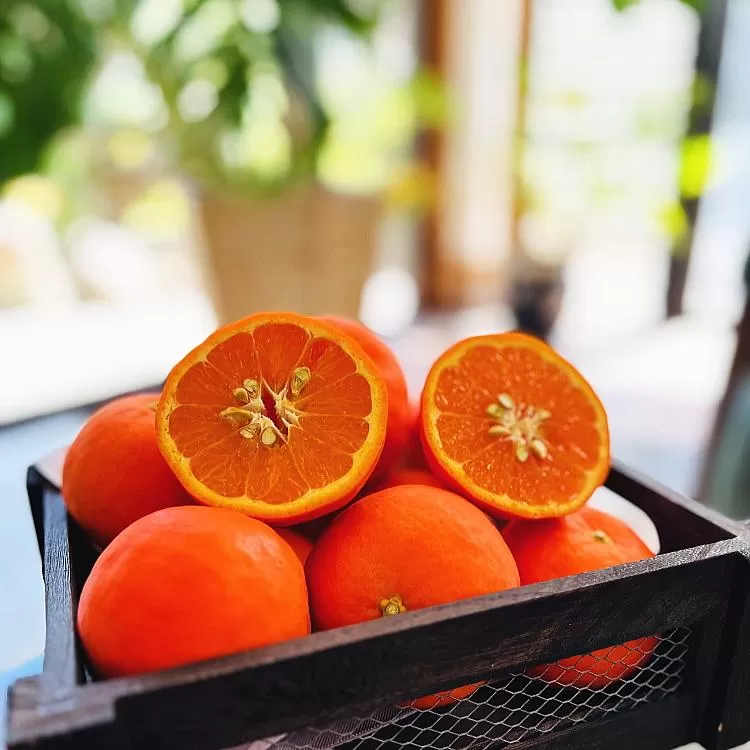 爽快カンキツ セミノール オレンジ 3kg（ご家庭用訳あり）【農家直送】【先行予約・2025年4月上旬～4月下旬発送】
