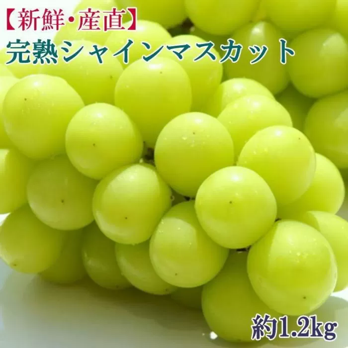 [新鮮・産直]和歌山県産完熟シャインマスカット約1.2kg ★2025年8月下旬頃より順次発送【TM182】