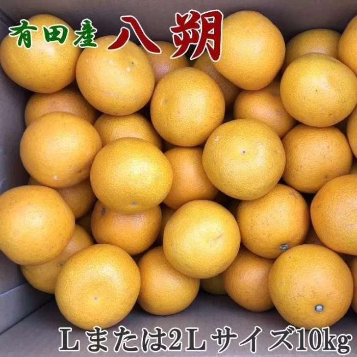 【手選果】有田産の八朔10kg（Lまたは2Lサイズいずれかお届け）★2025年1月下旬頃より順次発送【TM112】