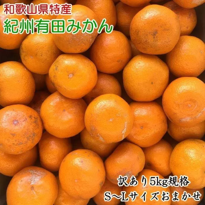 【訳あり】和歌山有田みかん約5kg（S〜Lサイズいずれかお届け）★2024年11月中旬頃より順次発送【TM81】