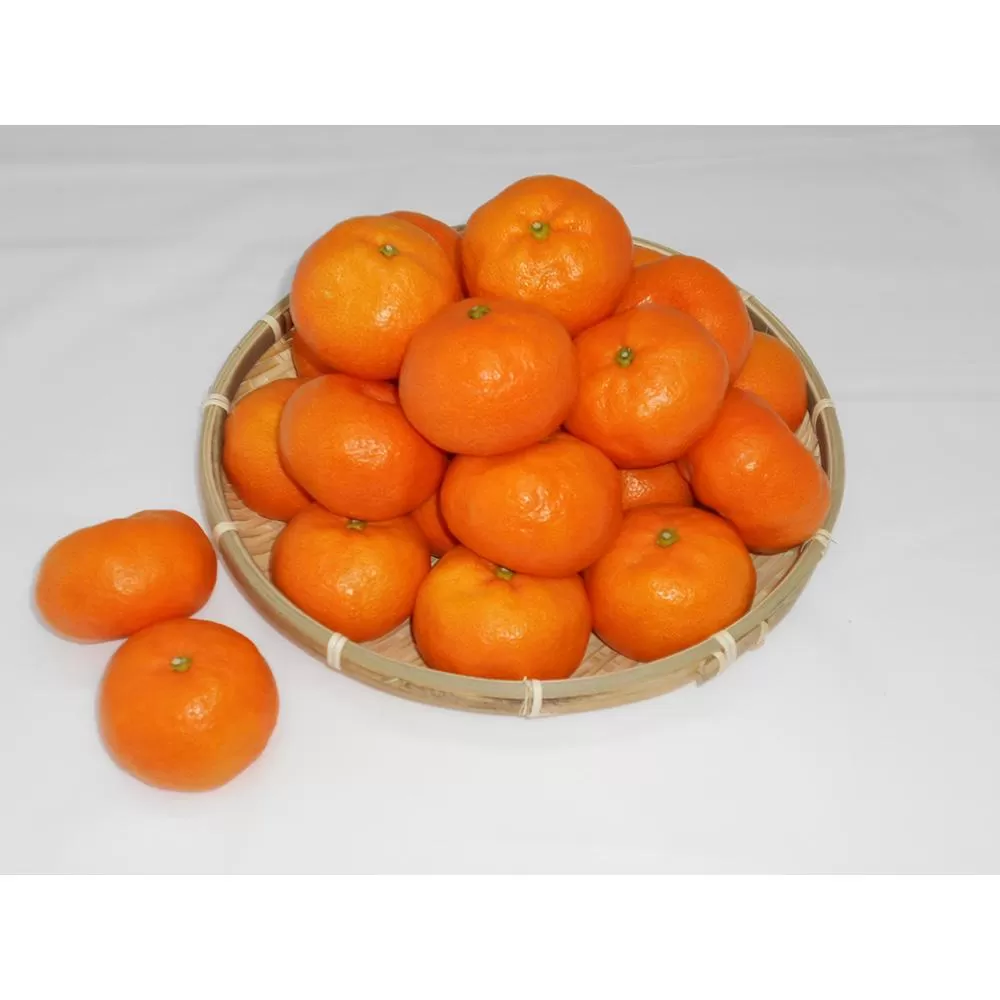 紀州完熟みかん 7kg（M又はL）