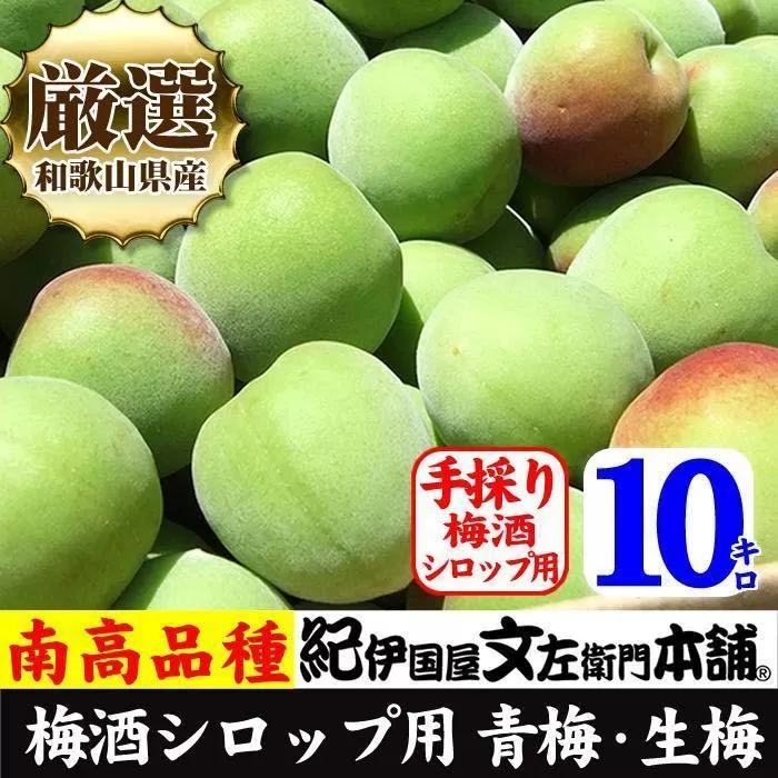 10kg【緑】■特大サイズ 南高梅 梅酒用 フレッシュ青梅（生梅）／紀伊国屋文左衛門本舗