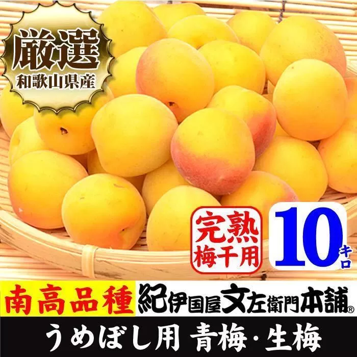 10kg 黄色【完熟】■特大サイズ 南高梅 梅干用フレッシュ青梅（生梅）／紀伊国屋文左衛門本舗