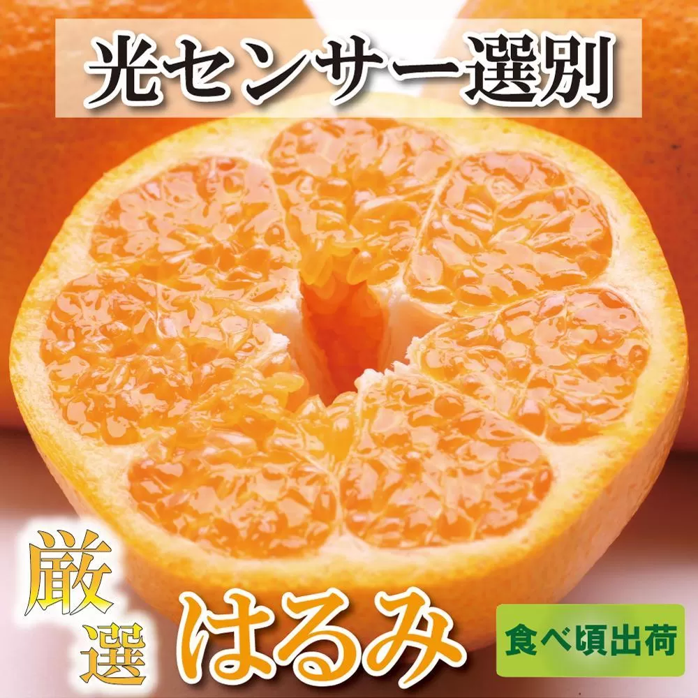 ＜2月より発送＞厳選 はるみ5kg+150g（傷み補償分）【デコポンの姉妹品種・新食感春みかん】【光センサー選別】