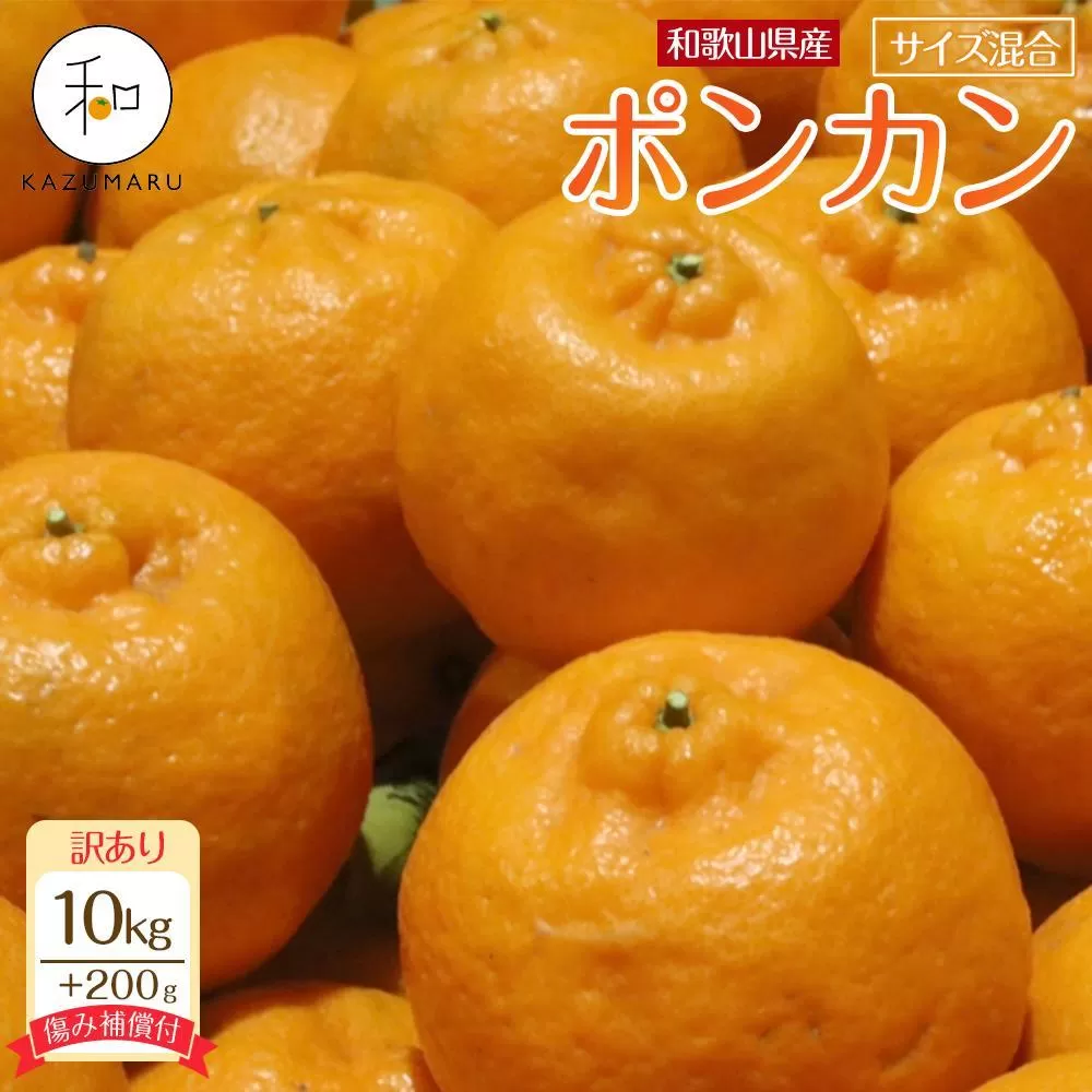 訳あり 森本農園の手選別 ポンカン 10kg  +200g傷み補償付 和歌山県産 サイズ混合 【北海道・沖縄・離島配送不可】【RN15】