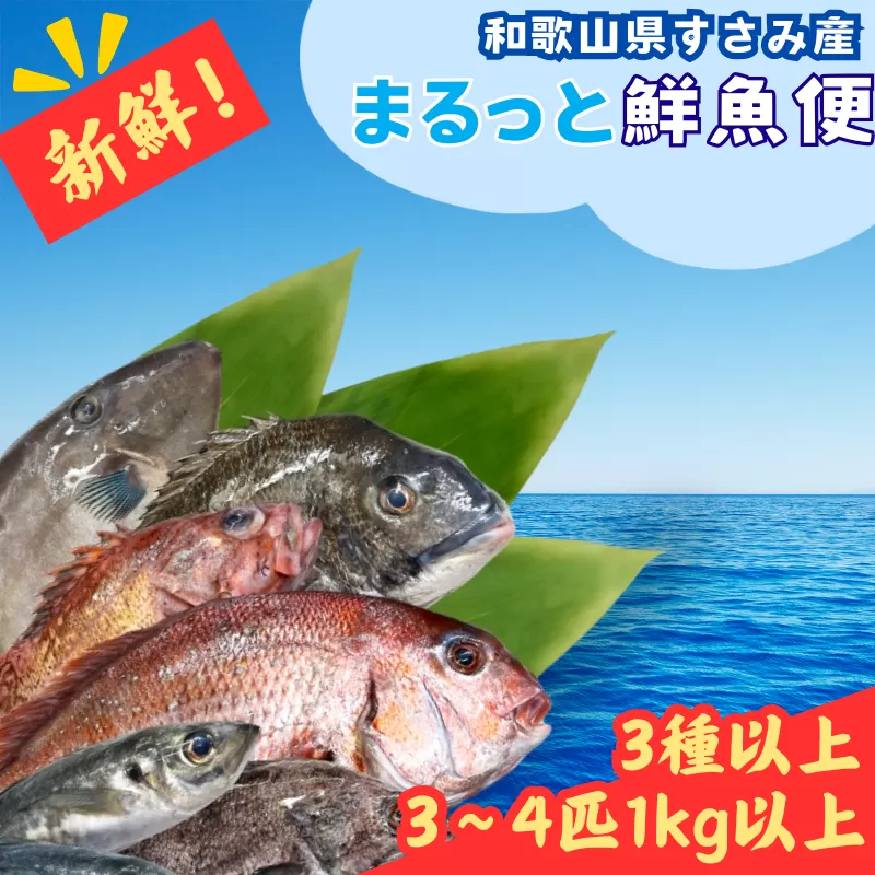 【何が届くかお楽しみ】和歌山県すさみ産 まるっと鮮魚便【3～4匹】頭切り落とし/ 魚介 海鮮 海の幸 魚料理 冷凍 まるごと 新鮮 刺身 和歌山 すさみ町 大容量