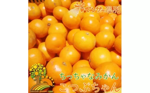 ＼光センサー選別/ ちっちゃな有田みかん こつぶみかん 約5kg (3S〜Sサイズ混合)有機質肥料100% ※2024年11月中旬頃〜2025年1月上旬頃に順次発送予定(お届け日指定不可) 先行予約