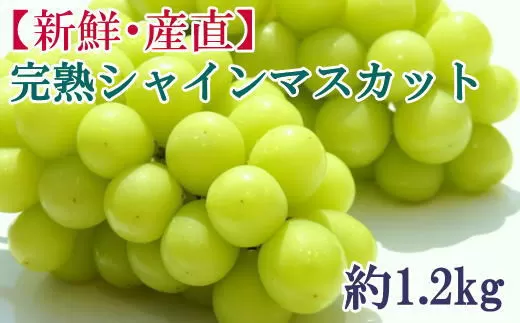 【新鮮・産直】和歌山かつらぎ町産 完熟シャインマスカット 約1.2kg  ぶどう ブドウ マスカット 果物 くだもの フルーツ 