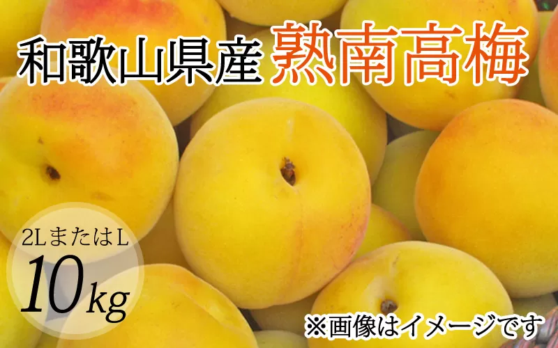 [梅干・梅酒用](2LまたはL-10Kg)熟南高梅[2025年6月上旬〜7月上旬ごろに順次発送予定] フルーツ 果物 くだもの 食品 人気 おすすめ 送料無料