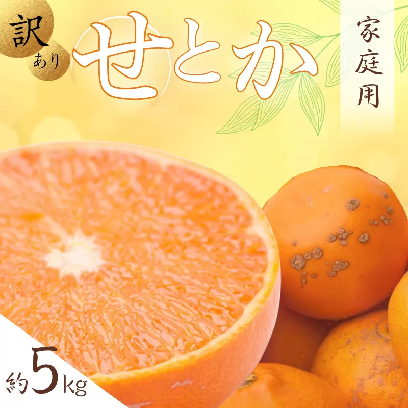 ＜2月より発送＞家庭用 せとか5kg+150g（傷み補償分）【柑橘・春みかんの王様】【わけあり・訳あり】【光センサー選果・食べ頃出荷】【ikd206】