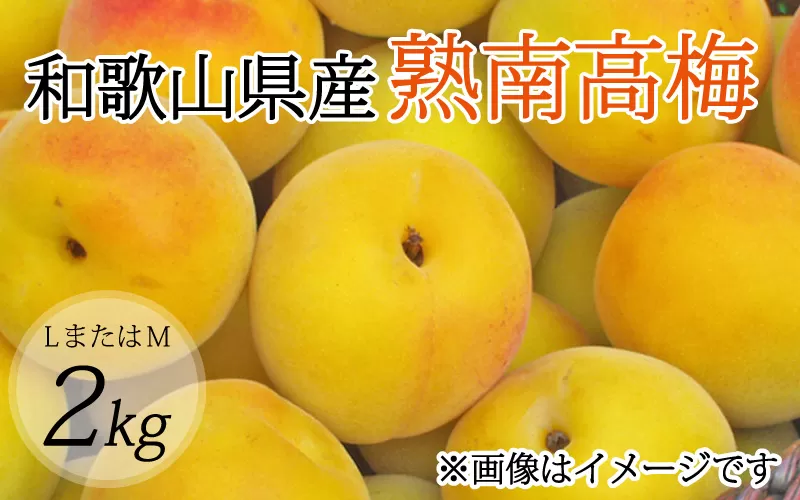 [梅干・梅酒用](LまたはM-2Kg)熟南高梅[2025年6月上旬〜7月上旬ごろに順次発送予定] フルーツ 果物 くだもの 食品 人気 おすすめ 送料無料