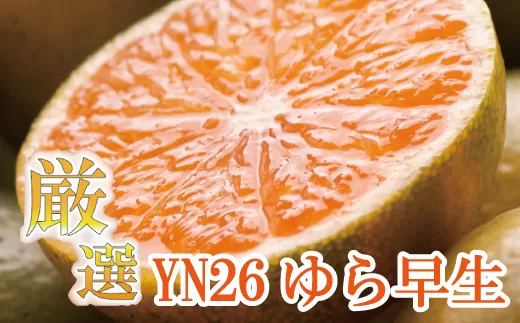 ＜9月より発送＞厳選 極早生有田みかん1.5kg+45g（傷み補償分）【YN26・ゆら早生】※北海道・沖縄・離島への配送不可【ikd170】