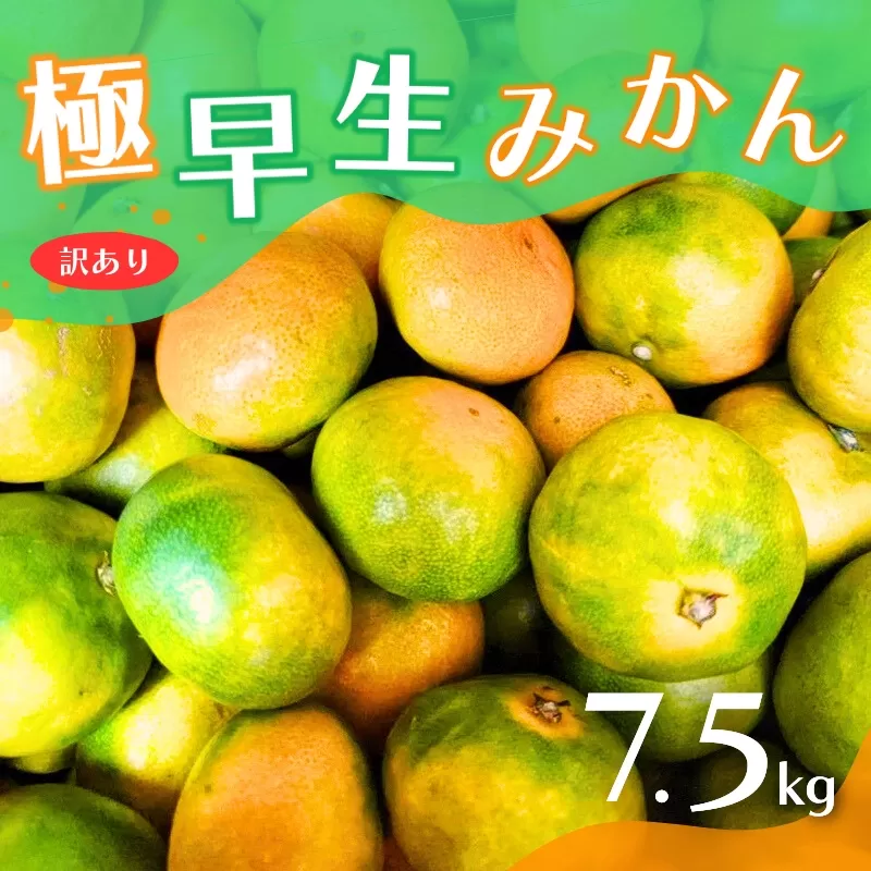 【2024年秋頃発送予約分】【訳あり】こだわりの極早生みかん 約7.5kg ※2024年10月上旬より順次発送予定（お届け日指定不可） 有機質肥料100% サイズ混合 有田産 / みかん ミカン 有田みかん 和歌山 早生 極早生 訳あり フルーツ 果実 柑橘 くだもの 果物 早生みかん 予約販売