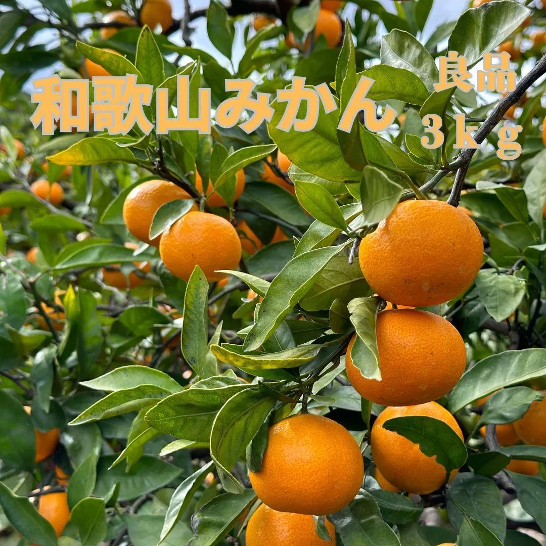 和歌山県海南市産みかん 良品 約3kg（サイズ2S～2L）【red5】