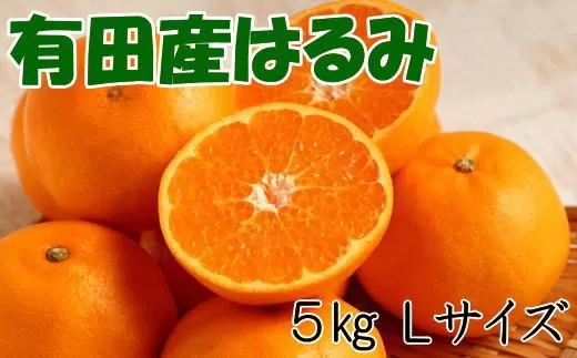 【厳選・濃厚】紀州有田産のはるみ約5kg(Lサイズ) ※2024年1月下旬頃〜2024年2月中旬ごろ順次発送（お届け日指定不可）