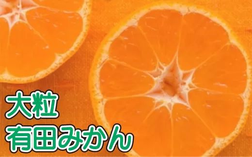 先行予約 【果汁たっぷり】迫力満点！ 大粒 有田みかん 10kg【2024年11月中旬～12月下旬順次発送予定】