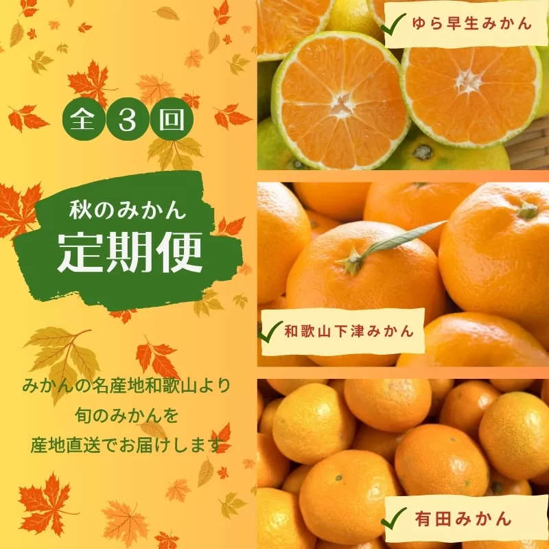 【3か月定期便】みかんの名産地和歌山発！秋のみかん定期便♪ゆら早生みかん・下津みかん・有田みかん