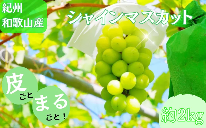 紀州和歌山産 シャインマスカット 約2kg ※2025年8月下旬頃〜9月上旬頃に順次発送 ※日付指定不可 ぶどう ブドウ 葡萄 マスカット 果物 くだもの フルーツ 人気 旬の果物【uot798】