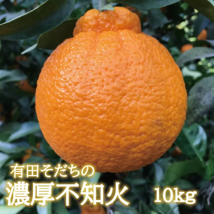 【先行予約】有田育ちの濃厚不知火(ご家庭用)(通称デコポン)　約10kg