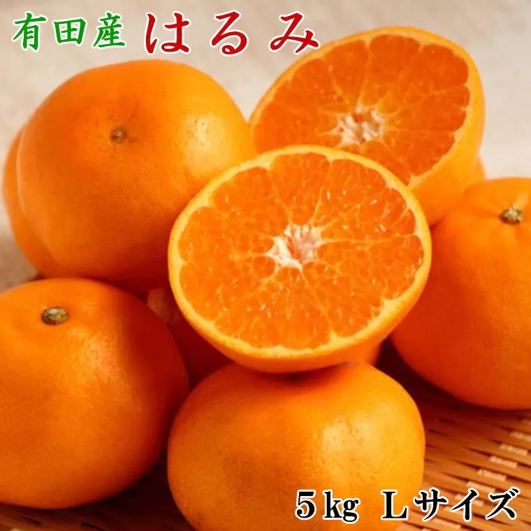 【厳選・濃厚】紀州有田産のはるみ約5kg(Lサイズ) ※2024年1月下旬〜2024年2月中旬頃順次発送(お届け日指定不可)