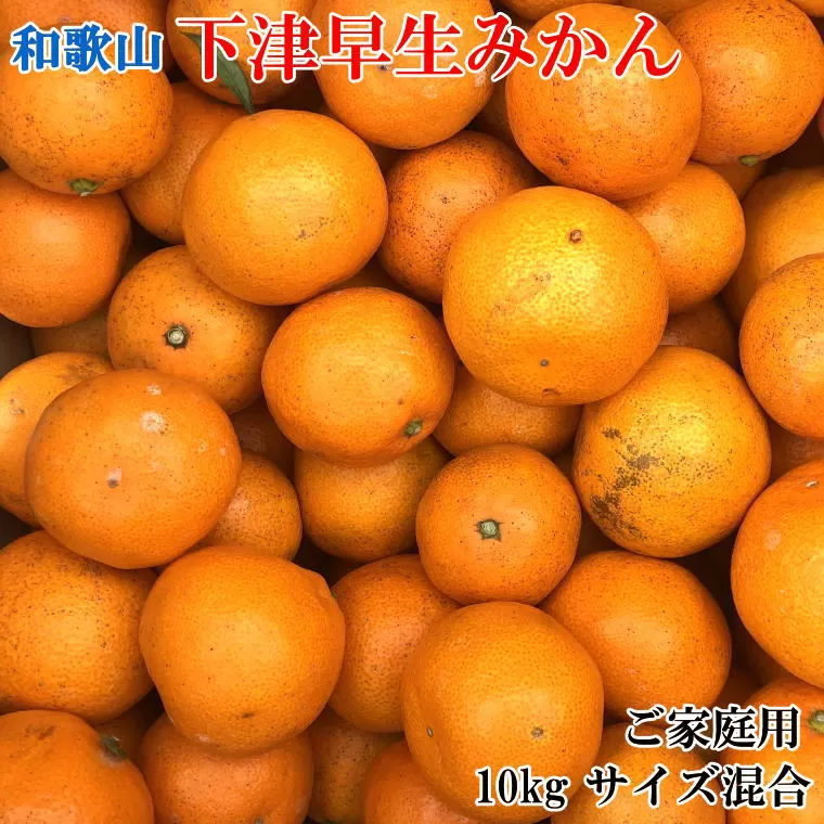 【産直】和歌山下津みかん　10kg（訳ありサイズ混合）