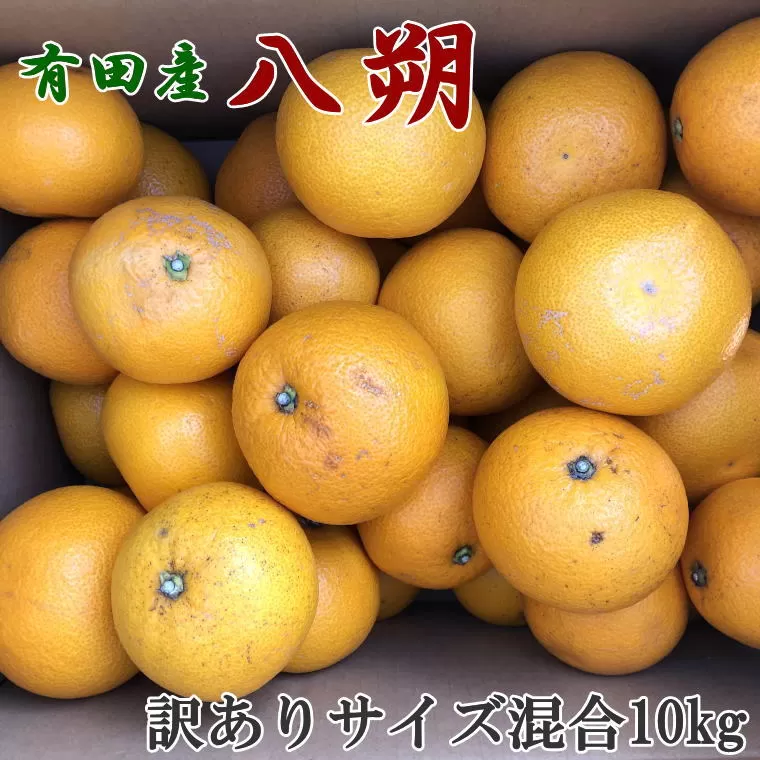 【手選果・訳あり】有田産の八朔10kg（サイズ混合）＜2024年1月下旬頃〜2月下旬頃に順次発送＞