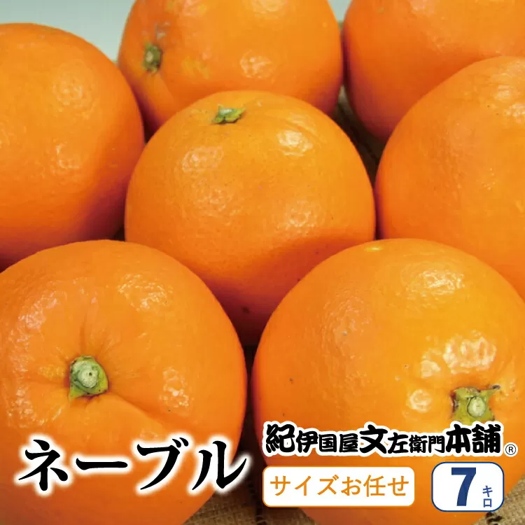 ネーブル 約7kg/サイズおまかせ　※2023年1月中旬〜2月上旬頃に順次発送予定(お届け日指定不可)　紀伊国屋文左衛門本舗　