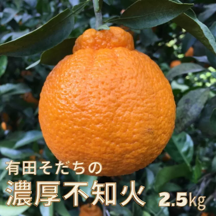 【先行予約】有田育ちの濃厚不知火(ご家庭用)(通称デコポン)　約2.5kg