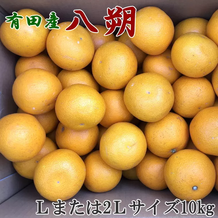 【手選果】有田産の八朔10kg（Lまたは2Lサイズいずれかお届け）＜2024年1月下旬頃〜2月下旬頃に順次発送＞