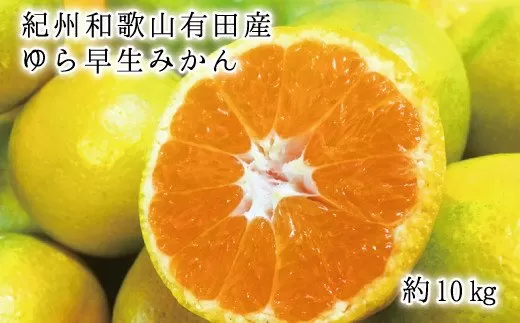 紀州和歌山有田産ゆら早生みかん10kg　※2024年10月中旬頃〜10月下旬頃に順次発送（お届け日指定不可）