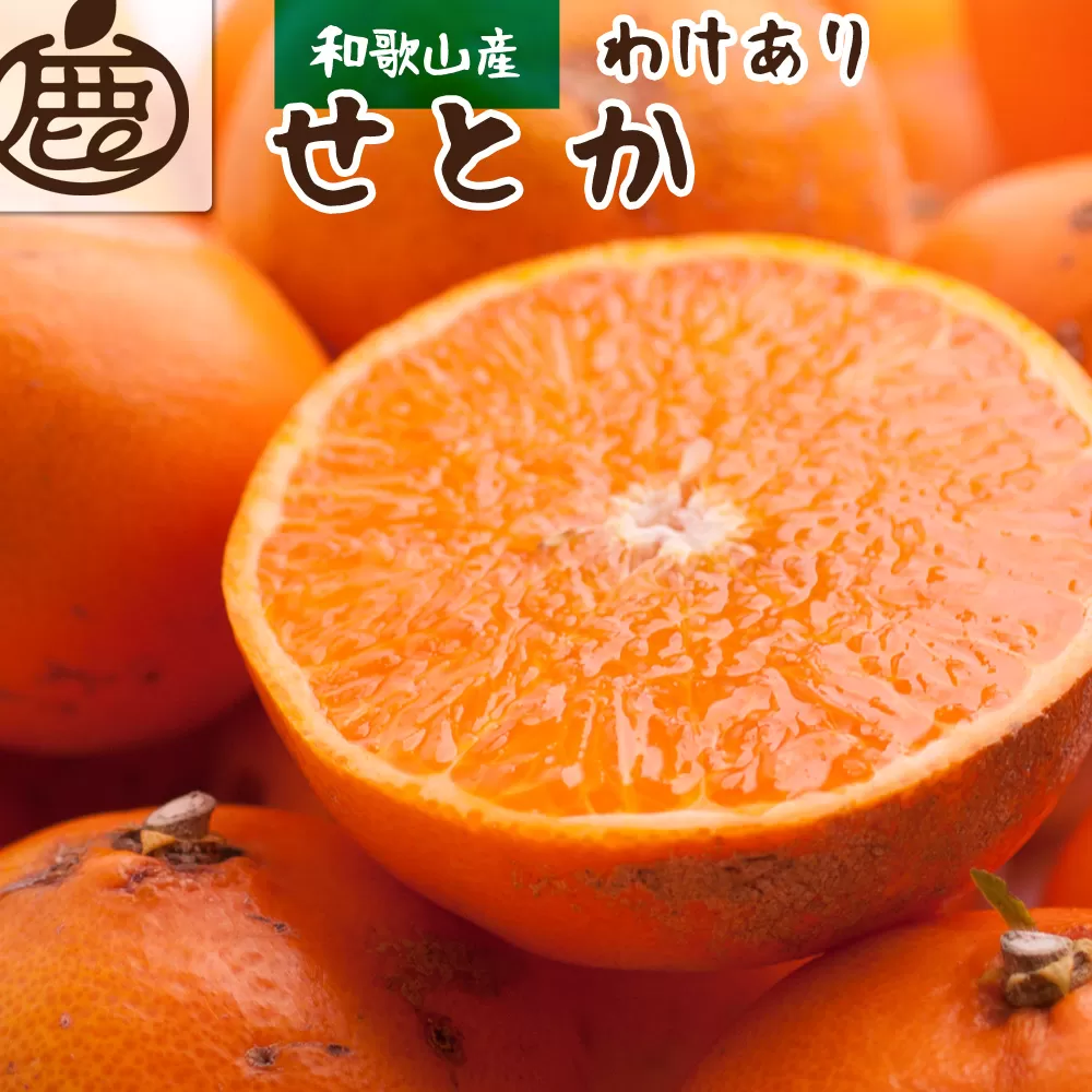 ＜先行予約＞家庭用せとか2.5kg+75g（傷み補償分）【柑橘・春みかんの王様】【光センサー選果・食べ頃出荷】【2024年2月中旬より発送】