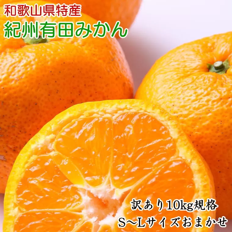 [訳あり規格]和歌山有田みかん10kg（S〜Lサイズおまかせ） ※2023年11月上旬〜2024年1月下旬頃順次発送