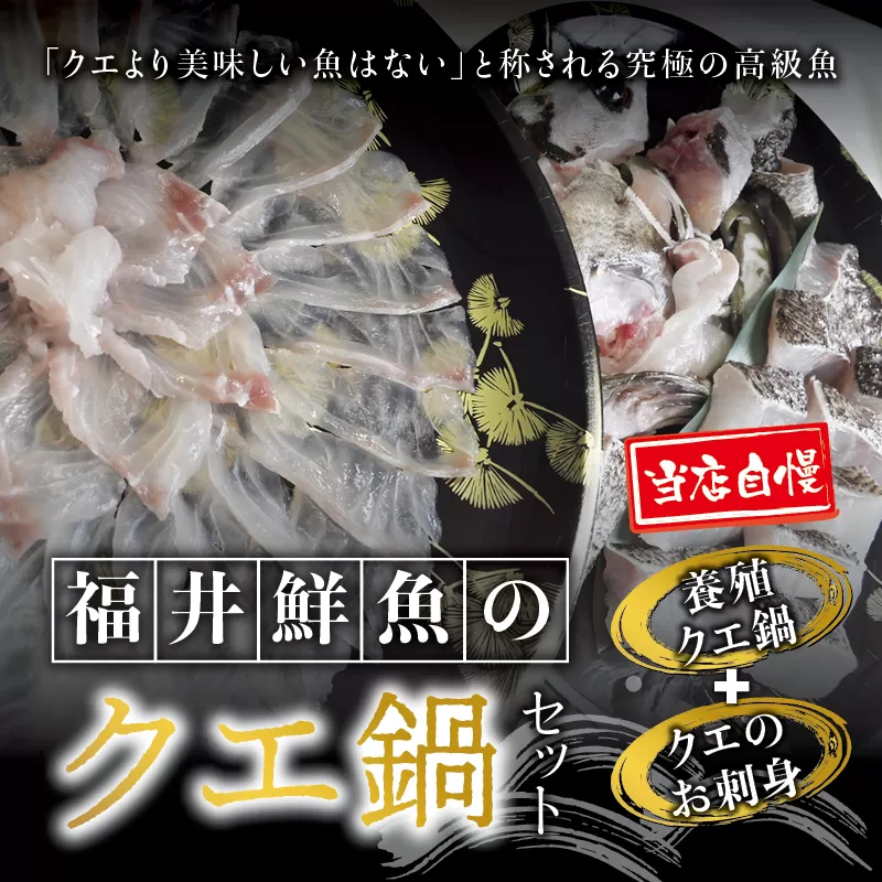 【先行予約】幻のクエ！国産 養殖クエ鍋500g 刺身150g くえ 鍋 セット