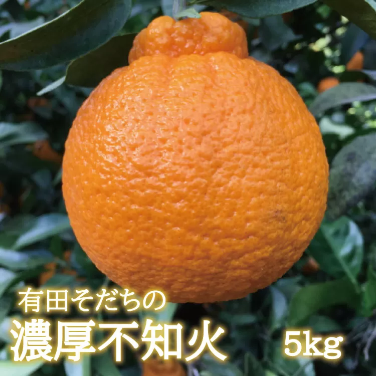 【先行予約】有田育ちの濃厚不知火(ご家庭用)(通称デコポン)　約5kg