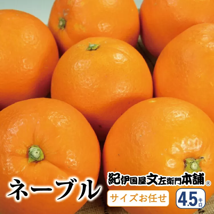 ネーブル 約4.5kg/サイズおまかせ　※2023年1月中旬〜2月上旬頃に順次発送予定(お届け日指定不可)　紀伊国屋文左衛門本舗　