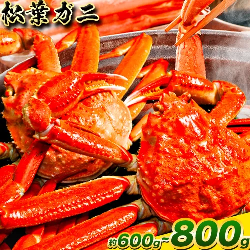 【配送不可地域あり】カニ 松葉ガニ 600g~ 800g《2024年11月中旬-2025年3月中旬頃出荷》鳥取県 八頭町 送料無料 蟹 かに 姿 鍋 ズワイガニ 松葉ガニ ズワイ蟹 ボイル 冷蔵便 松葉蟹 海鮮 魚介