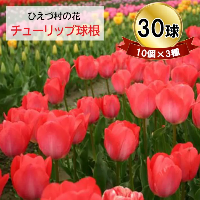 HI99：日吉津村の花　チューリップ球根30球セット（10個×3種）