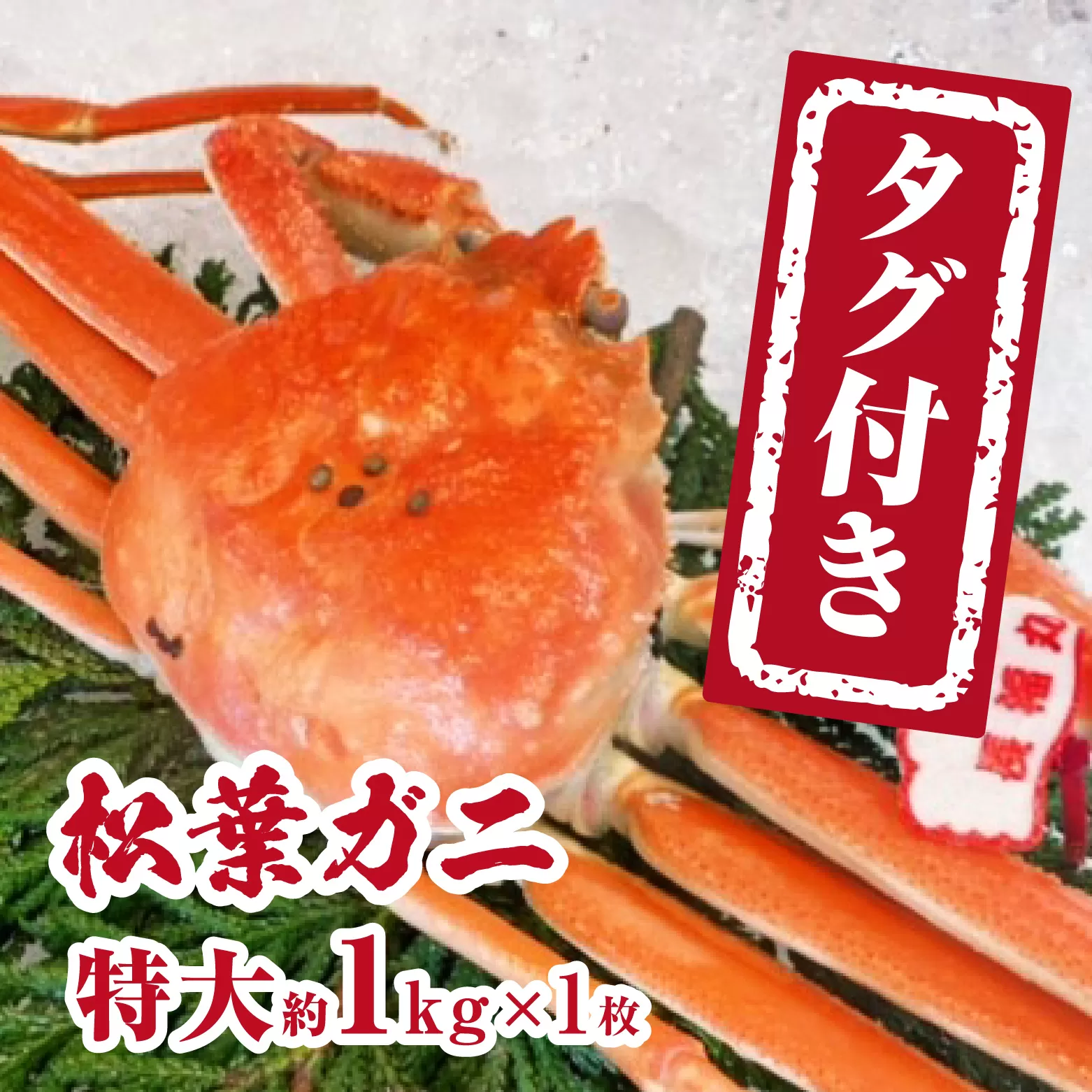 【チルドでお届け】【ボイル】境港水揚げ タグ付き松葉ガニ (特大1kg以上×1枚) 魚々魚厳選 松葉がに 松葉蟹