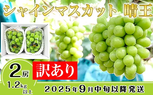 【訳あり】シャインマスカット晴王2房【2025年9月中旬〜10月下旬発送予定】（いばら愛菜館）