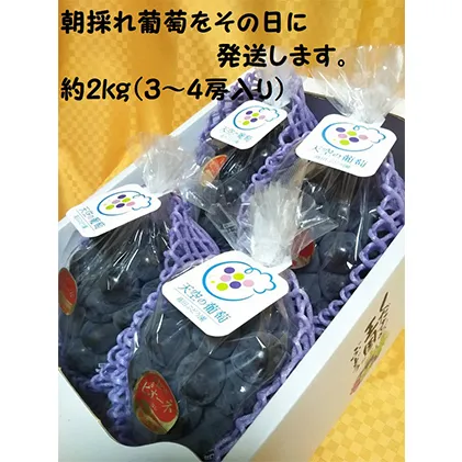 ぶどう 2025年度 早期受付 天空の葡萄(登録商標) ニュー ピオーネ 3〜4房 2kg以上 1箱 美味しい笑顔をお約束 葡萄 フルーツ 岡山 高梁市産 2024年 先行予約