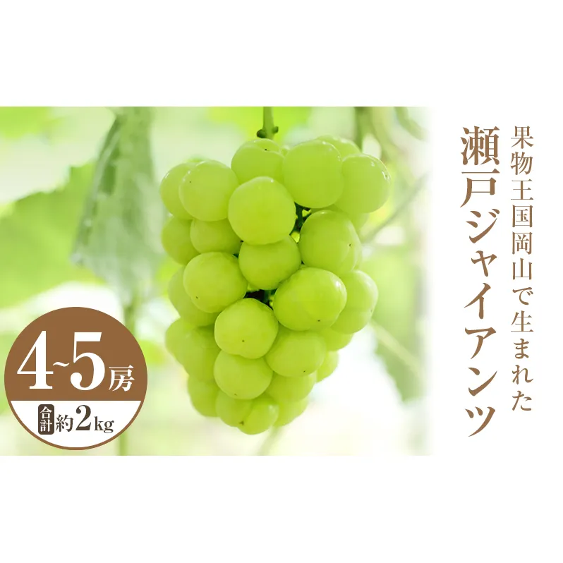 2025年 先行予約 瀬戸ジャイアンツ 4～5房 合計約2kg 常温配送 ぶどう 葡萄 フルーツ 果物 岡山 