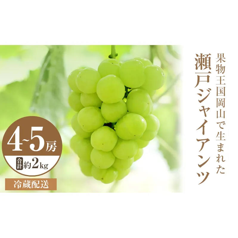 2025年 先行予約 瀬戸ジャイアンツ  4～5房 合計約2kg 冷蔵配送 ぶどう 葡萄 フルーツ 果物 岡山 