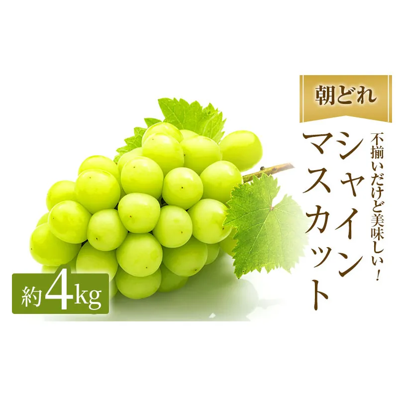 早期受付 シャインマスカット 満杯詰め 約4kg以上 ご家庭用 辻葡萄園 ぶどう 葡萄 フルーツ 果物 岡山県産 岡山のぶどう 食後 デザート おやつ 