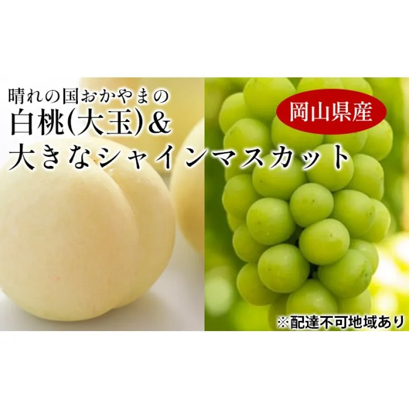 桃 ぶどう 【2025年 先行予約】 晴れの国 おかやま の 白桃 大玉 1.5kg以上(4～6玉) 大きな シャインマスカット 1房900g以上 マスカット ブドウ 葡萄  岡山県産 国産 フルーツ 果物 ギフト