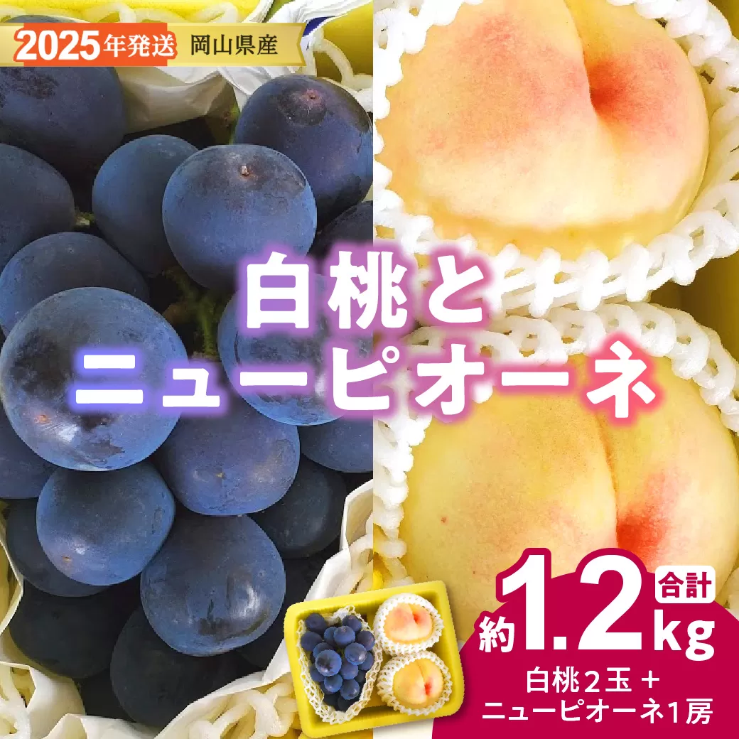 【2025年発送分 先行受付スタート！】岡山県産 白桃とニューピオーネのセット（令和７年7月以降発送）