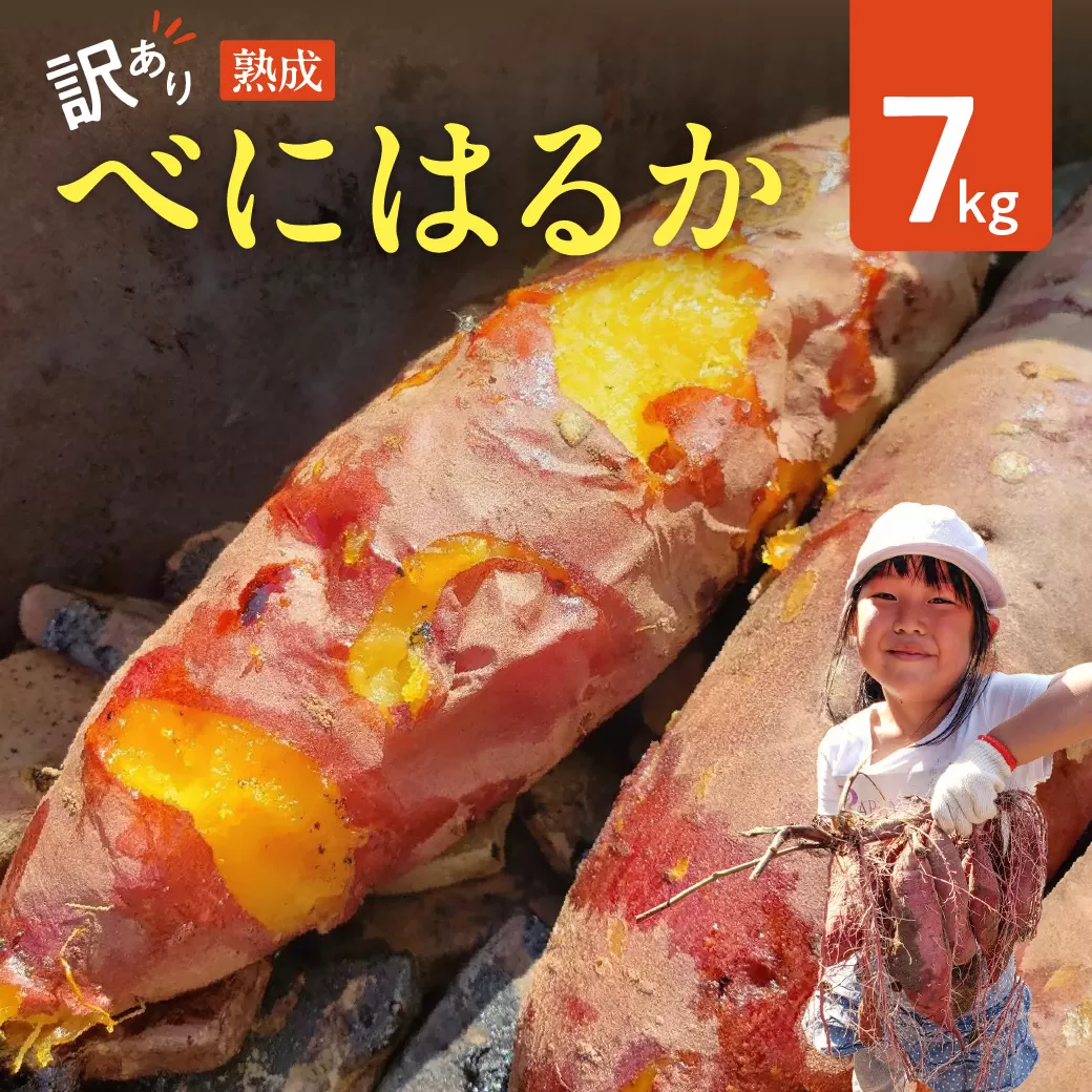 【訳アリ】サツマイモ　べにはるか　7kg