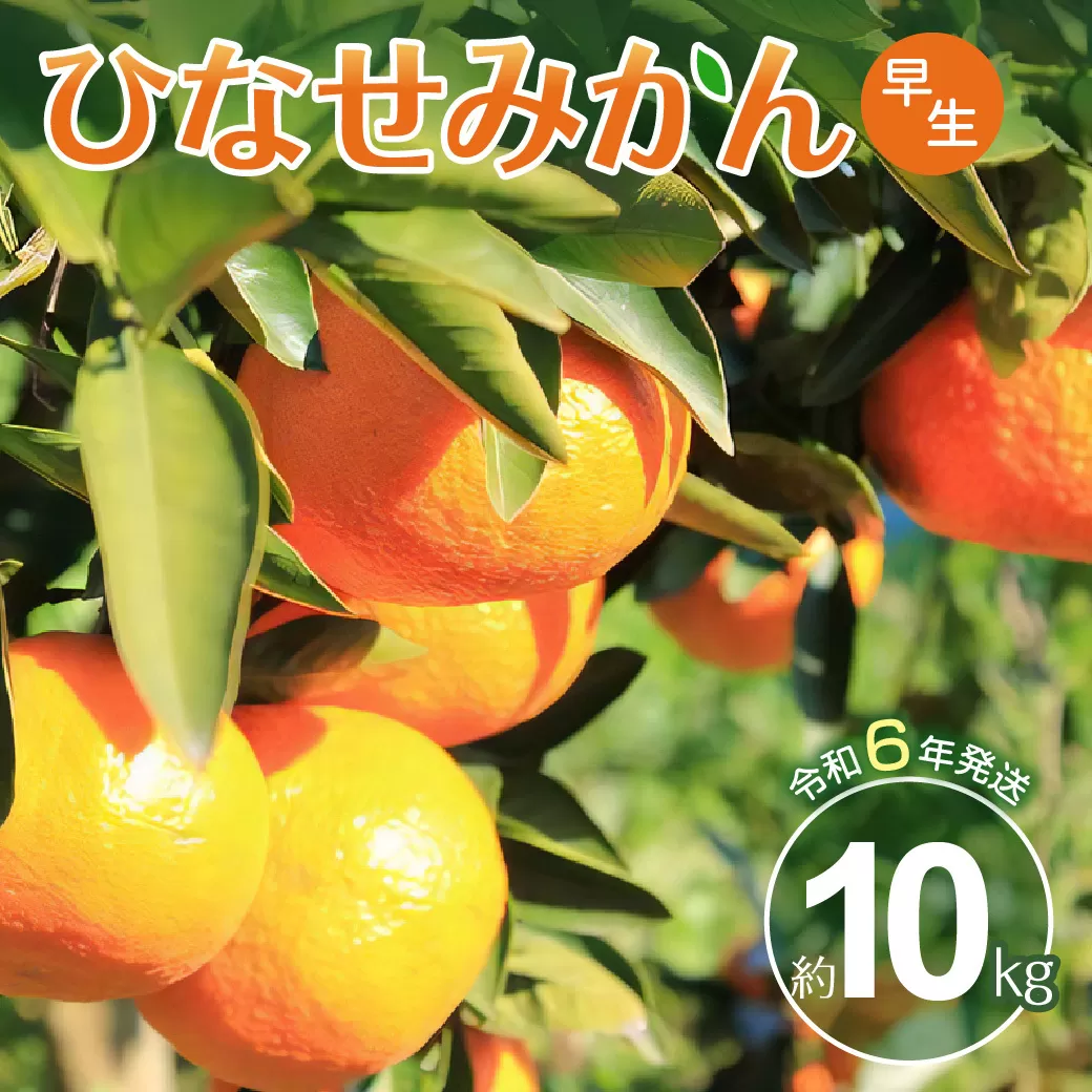 ひなせみかん 早生10kg（R6.11月～12月発送）